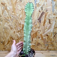 Euphorbia eritrea variegata - Pianta rara - Succulenta variegata Vaso 14 cm