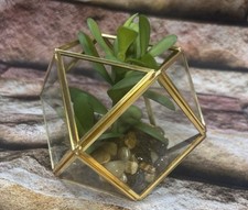 Quantità (2)•Pianta succulenta artificiale|Terrario in ottone e vetro|Casa opale|5x4 pollici