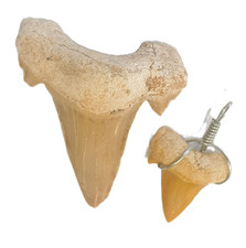 FOSSILE - n. 2 DENTI di SQUALO