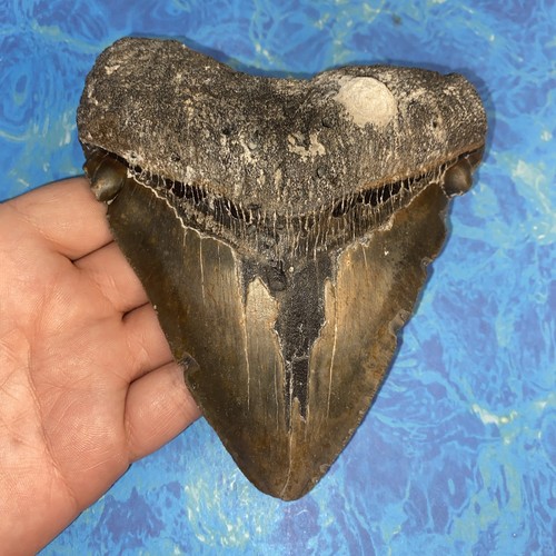 Megalodonte dente squalo - megalodonte,