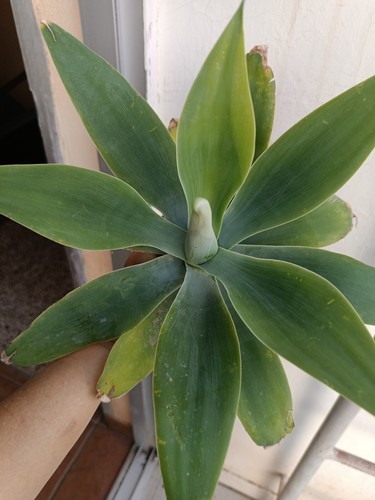 Agave attenuata cm - attenuata, de