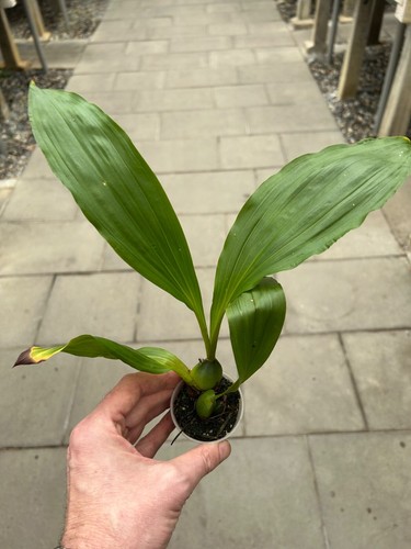 Lycaste specie schilleriana - specie,
