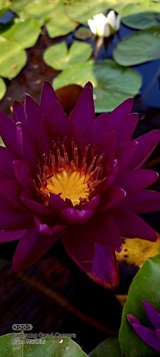 Ninfea purple fantasy - , rizona