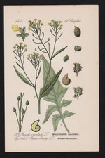 1880 - Zackenschötchen Bunias