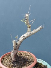 Bonsai Biancospino 40x11cm