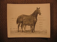 Quarter Horse "Wig" & Foal