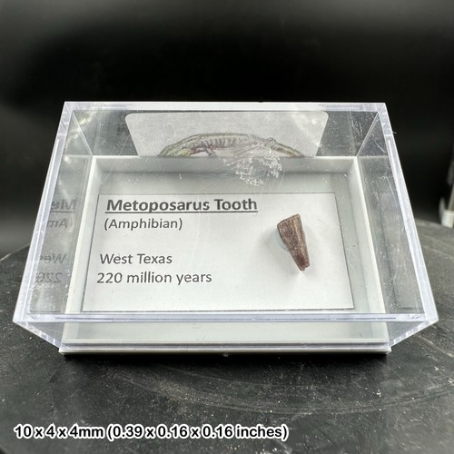Metoposarus triassic fossil - metoposarus,