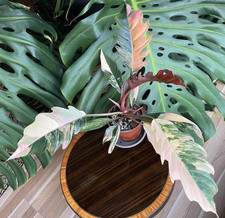 Grande pianta di Philodendron