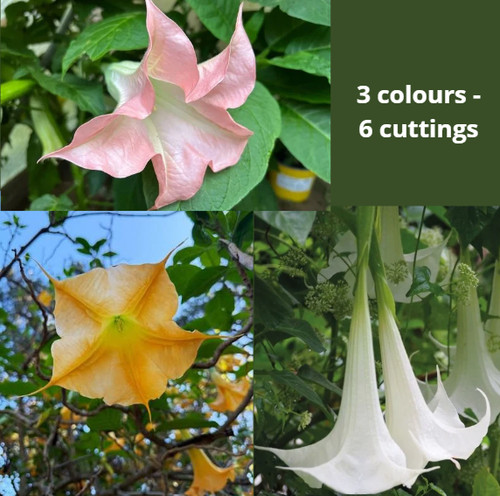 Brugmansia - ,