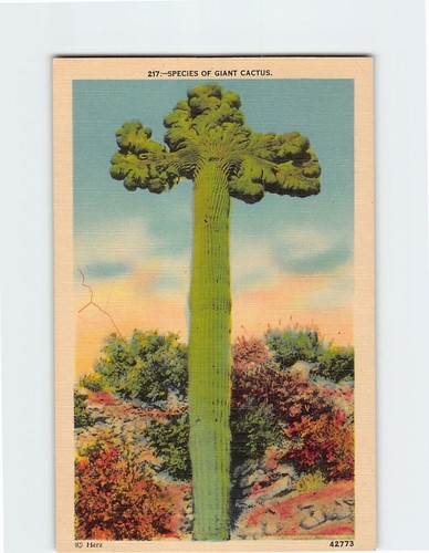 Cartolina specie cactus - cartolina,