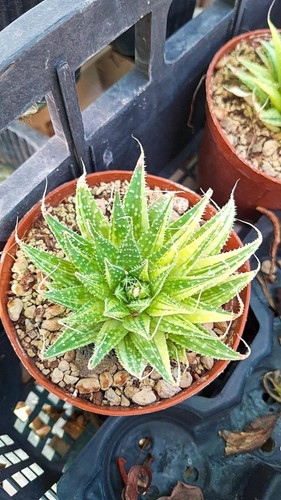 Aloe aristata variegata - aristata,
