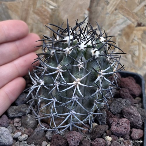 Copiapoa dura vaso - dura, 10