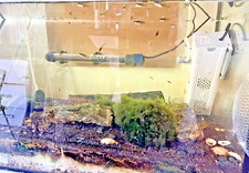 acquario  100 litri, Guppy , Gamberi, Ancistrus,  filtro, riscaldatore e piante