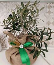 Pianta Di Ulivo Bonsai  In Ciotola 20 Completo Di Sacco Yuta E Fiocco Decò 