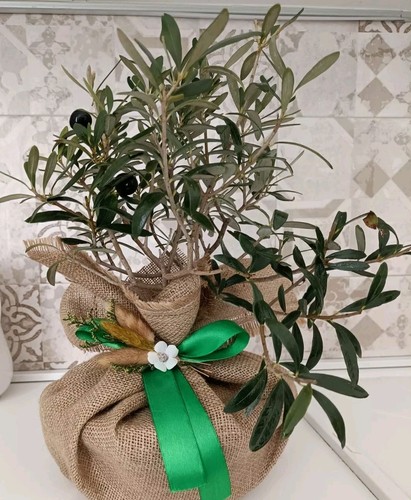Pianta ulivo bonsai - pianta, di