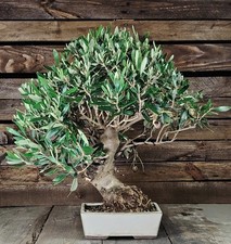 Bonsai di ULIVO con Olive OLEA EUROPAEA Olivenbaum Bonsaitree Olivetree 53 cm! 