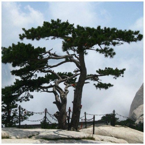 Semi pinus tabuliformis - di,
