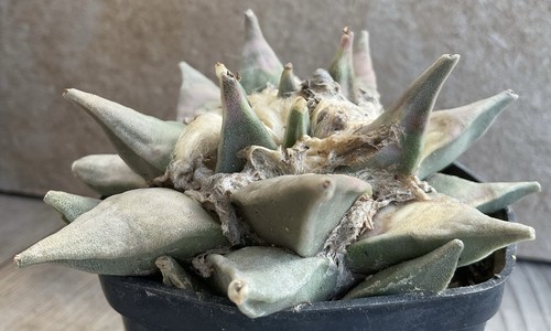 Cactus ariocarpus retusus var - cactus,
