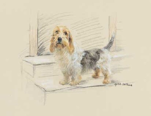 Petit basset griffon vendeen - basset,