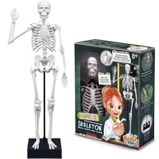 SCHELETRO 45CM ESPLORANDO IL CORPO UMANO GIOCO SCIENTIFICO BUKI 2180