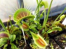 Dionaea Muscipula "Darwin"