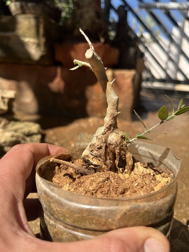 Bonsai olivastro mame - , ,mame