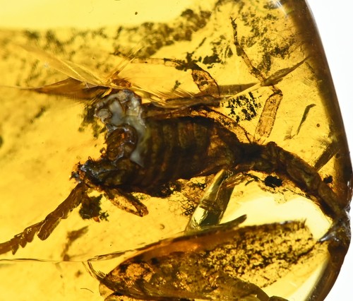 Raro scorpione inclusione - inclusione, di