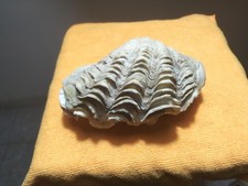 Tridacna Media Completa