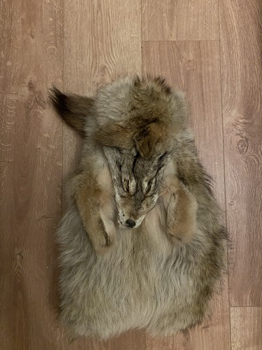 Coyote pelt - coyote,