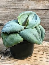 Agave marmorata papilio - marmorata, cv.