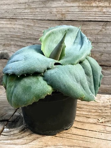Agave marmorata papilio - cv.,