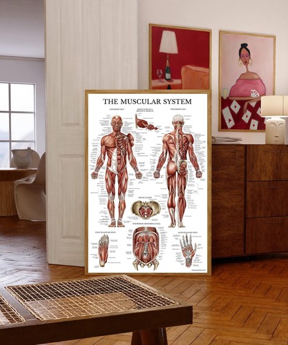 The muscular system human - the,
