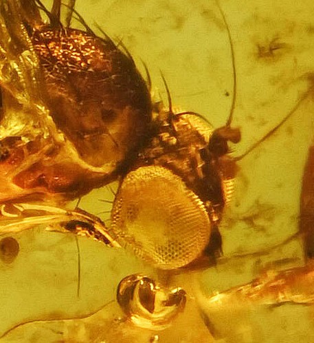 Brachicera super - (mosca),