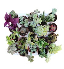 Set piante grasse mix - n.,