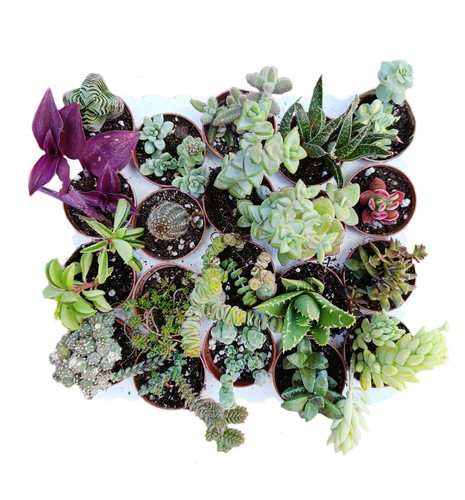 Set piante grasse mix - piante,