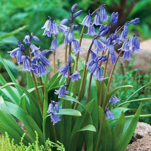 Hyacinthoides bulbi fiori - hyacinthoides,