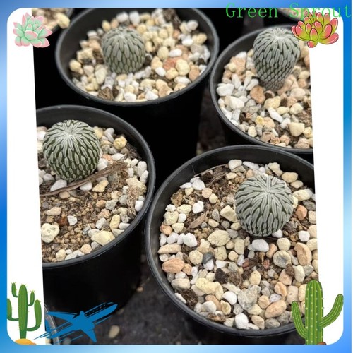 Rara succulenta pelecyphora - rara,
