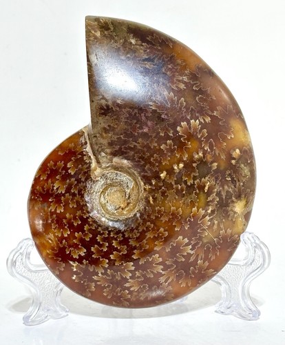 Specimen ammonite 416 - a,