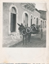 Photo WW II Wehrmacht Horse