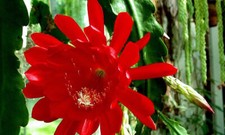 Pianta Epiphyllum a fiore