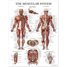 Il Sistema Muscolare Tabella