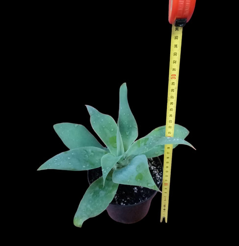 Agave attenuata - , (agave