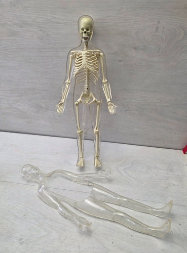 Modello anatomico che esplora