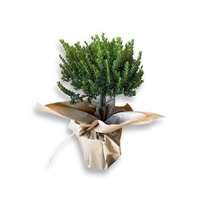 Mirto myrtus microphylla vaso