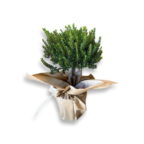 Mirto myrtus microphylla - , vaso