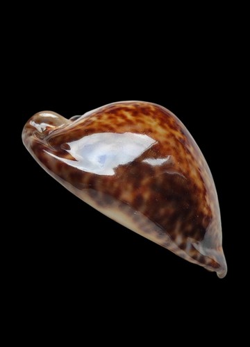 Shell conchiglia cypraea trona - cypraea,