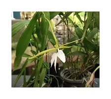 10x epidendrum nocturnum - 10x,