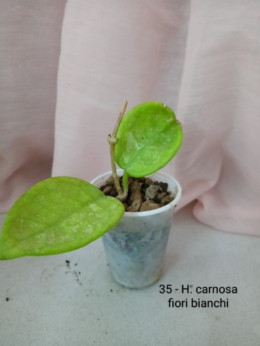 Hoya carnosa fiori bianchi - carnosa,,