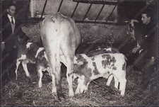 1958 UDINE calves cattle