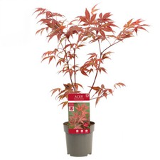 Acero rosso giapponese "Acer palmatum atropurpureum" pianta in vaso ø12 cm